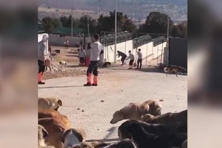 Konya'da k&ouml;peğin k&uuml;rekle &ouml;ld&uuml;r&uuml;lmesiyle ilgili flaş gelişme