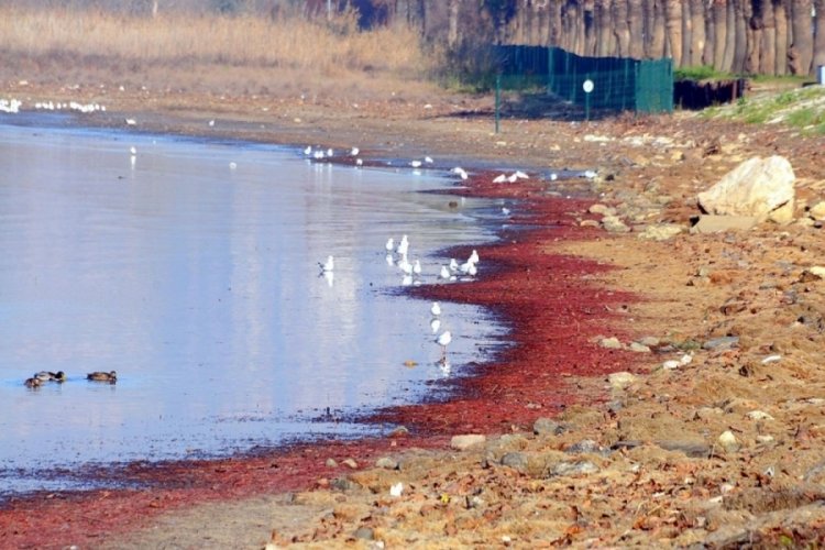 İzmit K&ouml;rfezi sahili, kırmızı yosunla kaplandı