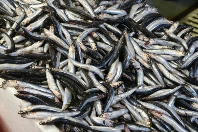 Havaların soğumasıyla birlikte hamsi ve istavritte bolluk bekleniyor