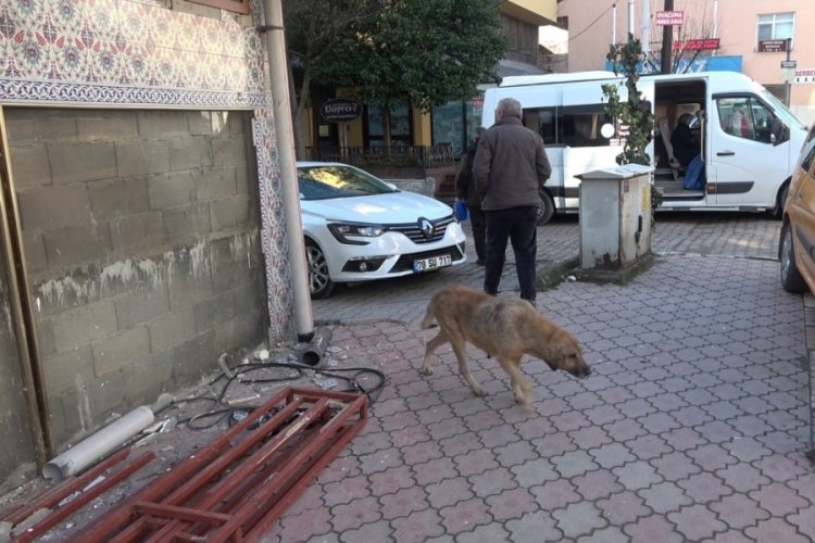Karab&uuml;k'te sokak k&ouml;peği ısırdı, kuduz aşısı olmak i&ccedil;in 100 kilometre yol gitti
