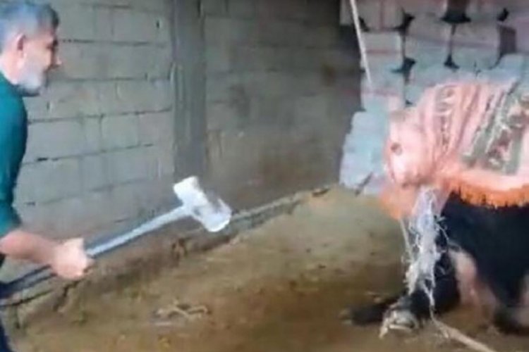 Mardin'de keseceği boğayı balyozla &ouml;ld&uuml;ren sanık hakkında karar verildi