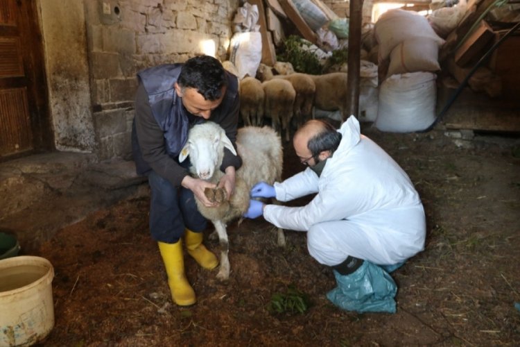 Zonguldak'ta hayvanlarda korkutan hastalık! 50 k&ouml;y karantinaya alındı