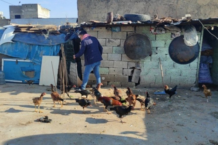 G&uuml;vercinlerini sattı, aldığı tavuklarla yumurta &uuml;retimine başladı