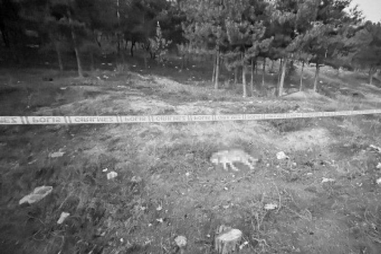 Diyarbakır'da evin k&ouml;peğinin başını kestiler