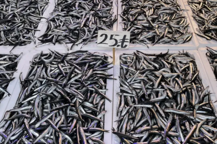 Trabzon'da hamsinin kilogramı 25-50 liradan satılıyor