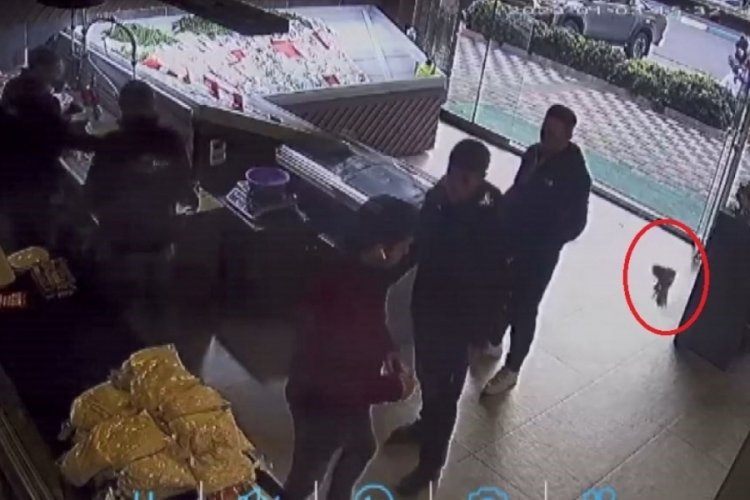 Balık&ccedil;ıya giren atmaca dehşet yaşattı!
