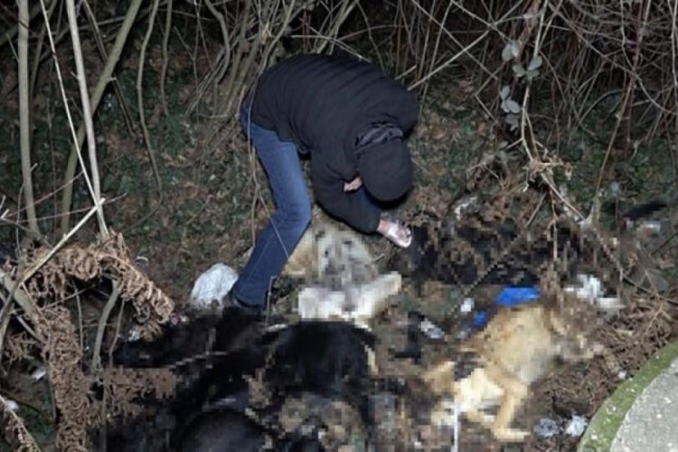 D&uuml;zce'de k&ouml;pek &ouml;l&uuml;mlerinden sonra inceleme başlatıldı