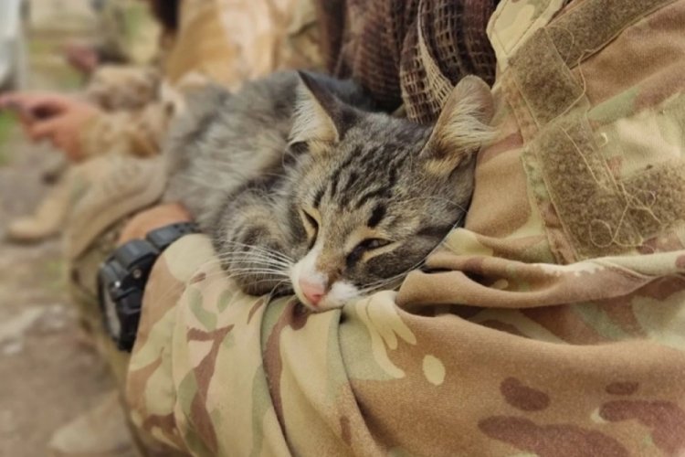Ukrayna'da savaşın kedileri