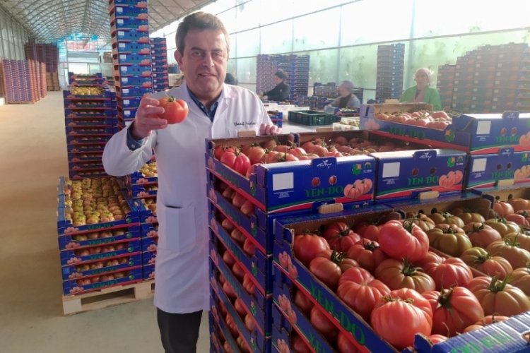 Bursa'da &uuml;retilen domateslerden almak i&ccedil;in Avrupa sıra bekliyor