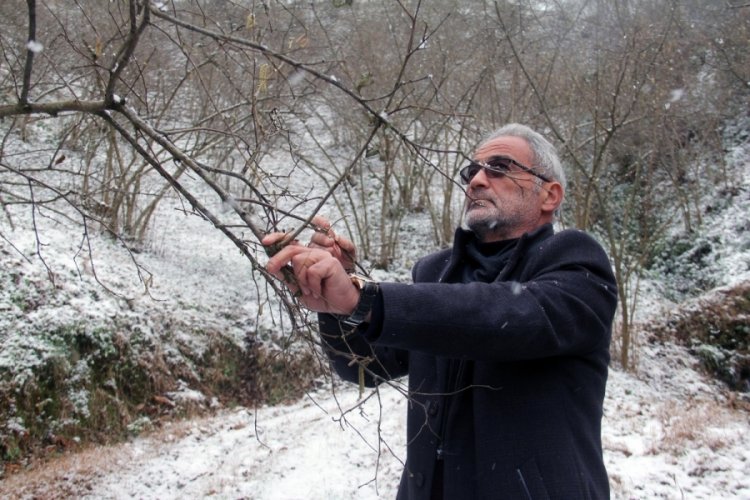 Giresun'da yağan kar fındık &uuml;reticilerini sevindirdi