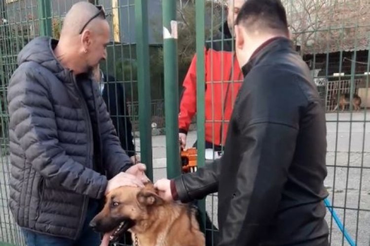 Kocaeli'de k&ouml;pek demir &ccedil;itlerin arasına sıkıştı