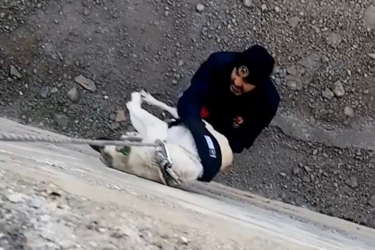 Adıyaman'da kanala d&uuml;şen k&ouml;peği itfaiye kurtardı
