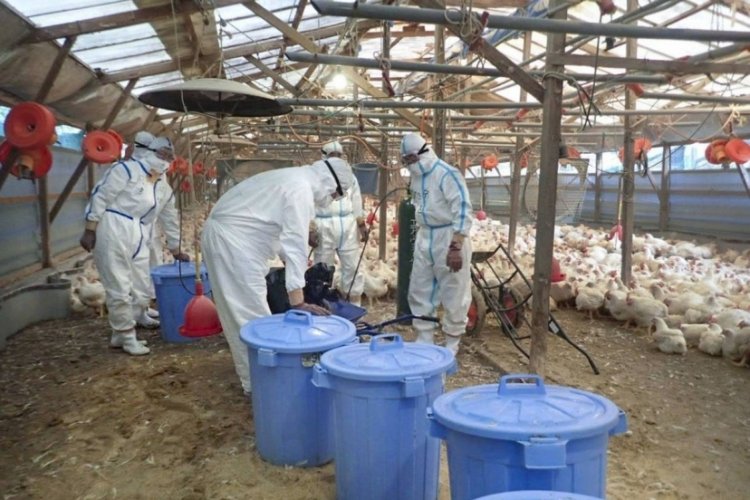 Japonya'daki kuş gribinde 10 milyon tavuk itlaf edildi