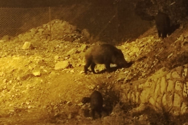 Tunceli'de yaban domuzları kente indi