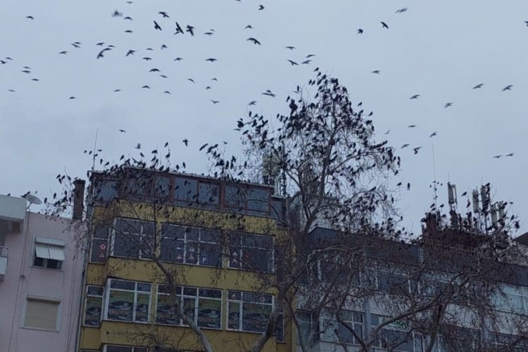 Hitchcock filmi değil Tekirdağ!