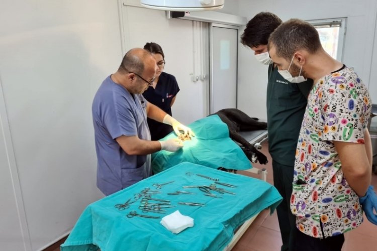 Bursa Osmangazi'de 7 bin 87 can dost şifa buldu