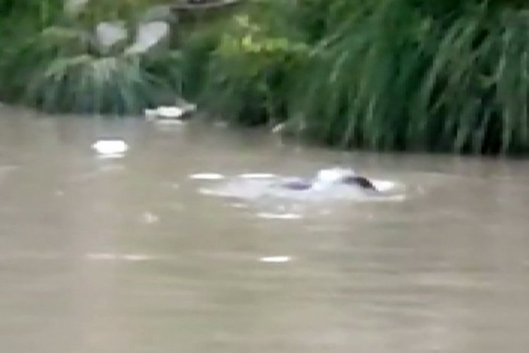Şırnak'ta nesli t&uuml;kenme tehlikesi altında olan su samuru b&ouml;yle g&ouml;r&uuml;nt&uuml;lendi