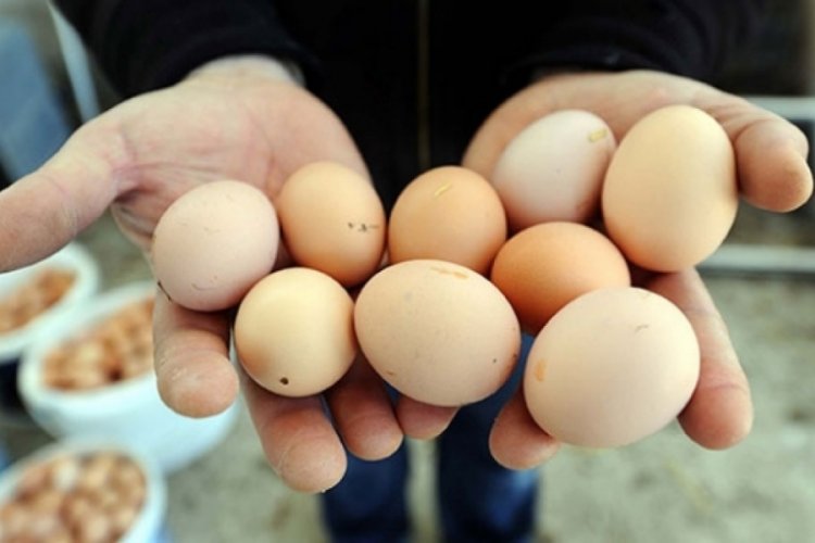 Kasım'da yumurta ve tavuk eti &uuml;retiminde artış yaşandı