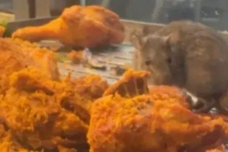 Restoranda kızarmış tavuk tezgahından fare &ccedil;ıktı... M&uuml;şterilerin &ouml;n&uuml;nde o da yedi