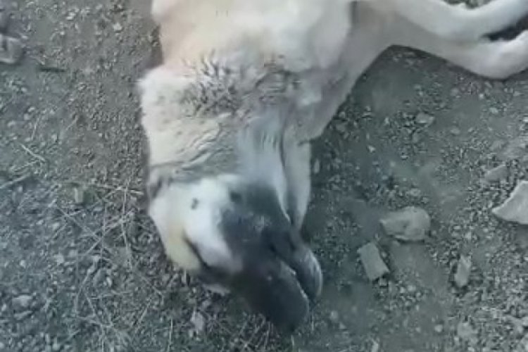 Elazığ'da 10 k&ouml;peği zehirleyerek &ouml;ld&uuml;rd&uuml;ler
