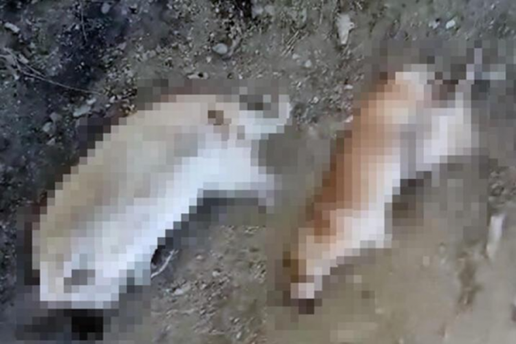 Elazığ'da 5 k&ouml;peğin zehirlenerek &ouml;ld&uuml;r&uuml;ld&uuml;ğ&uuml; iddia edildi
