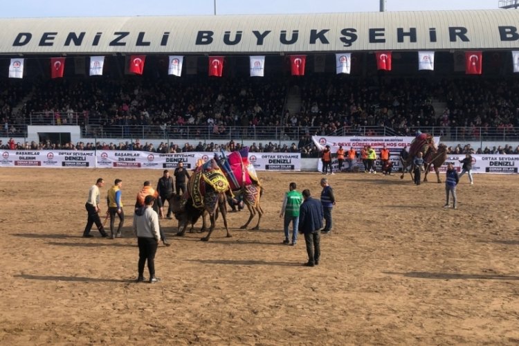 Denizli'de 120 pehlivan deve g&uuml;reşmeye başladı