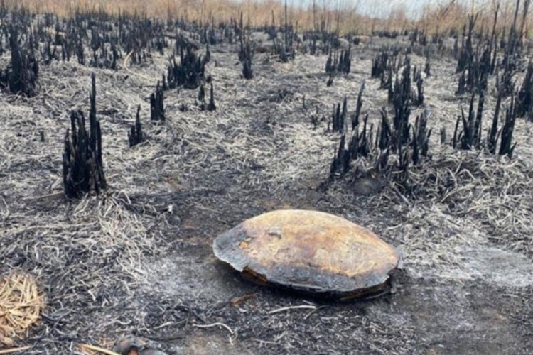 Kastabala Kuş Cenneti'ndeki yangında &ccedil;ok sayıda hayvan &ouml;ld&uuml;