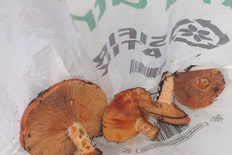 Muğla'da vatandaşlar hafta sonunu &ccedil;ıntar mantarı toplayarak ge&ccedil;irdi
