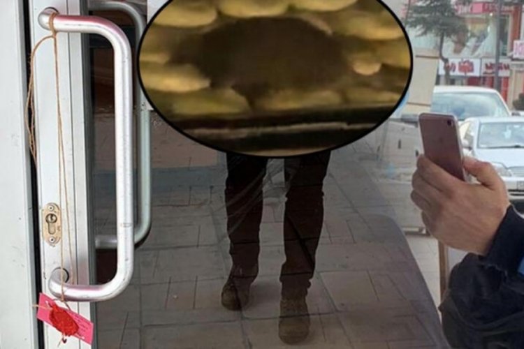 Bir fare 1 milyon TL'lik masraf &ccedil;ıkardı