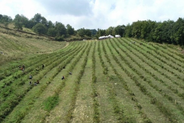 Bursa İneg&ouml;l'de tarımsal değer 4 milyara ulaştı