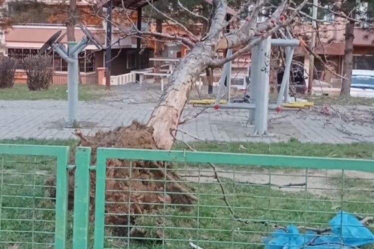 Bursa'da lodosun etkisiyle ağa&ccedil;lar devrildi