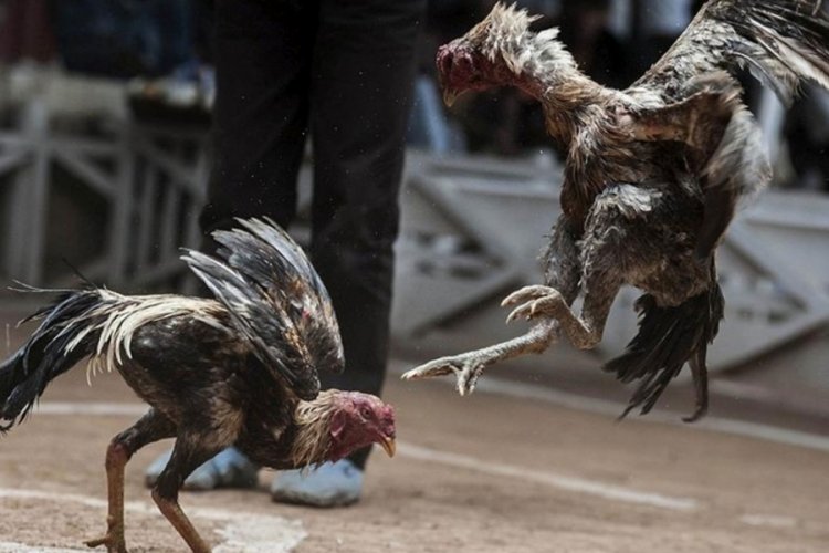 Hindistan'da şoke eden olay! Horozlar 2 kişiyi &ouml;ld&uuml;rd&uuml;