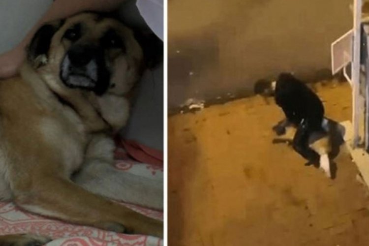 İstanbul'da sahipsiz k&ouml;peğe işkence yapan adamın cezası belli oldu