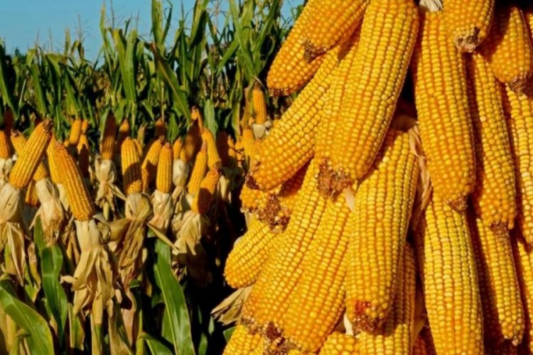 T&uuml;rkiye Ziraat Odaları Birliği: Gıda fiyatlarındaki artış maliyetlerden kaynaklanıyor