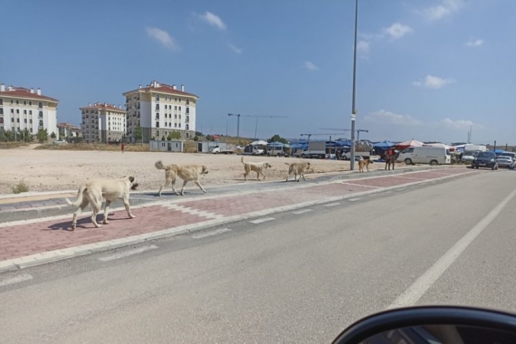 Bursa'da &ccedil;ocuğunu saldırgan k&ouml;peklerden korumak isteyen baba yaralandı