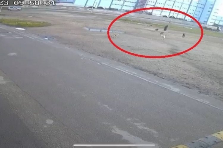 Bursa'da sokak k&ouml;peklerinin saldırısına uğrayan yaşlı kadın &ouml;l&uuml;mden d&ouml;nd&uuml;