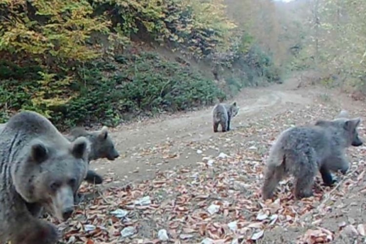 Fotokapanla yaban hayatı analizi