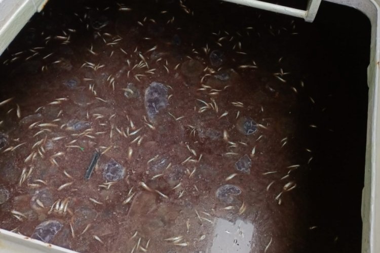Rize'de 30 tan hamsi ile ilgili şok karar