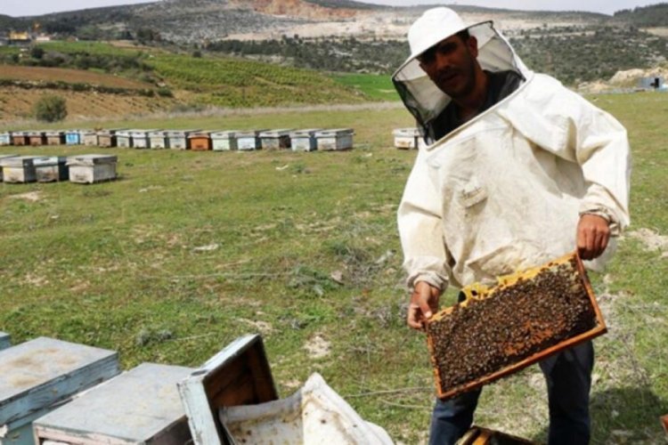 Adana'da 12 bin ton bal rekoltesine ulaşıldı