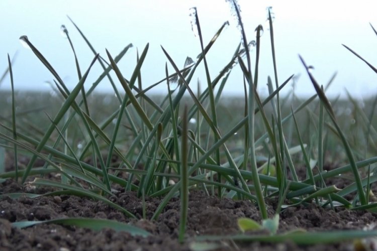 Muş'ta ocak ayında arpa ve buğday tarlaları yeşillendi