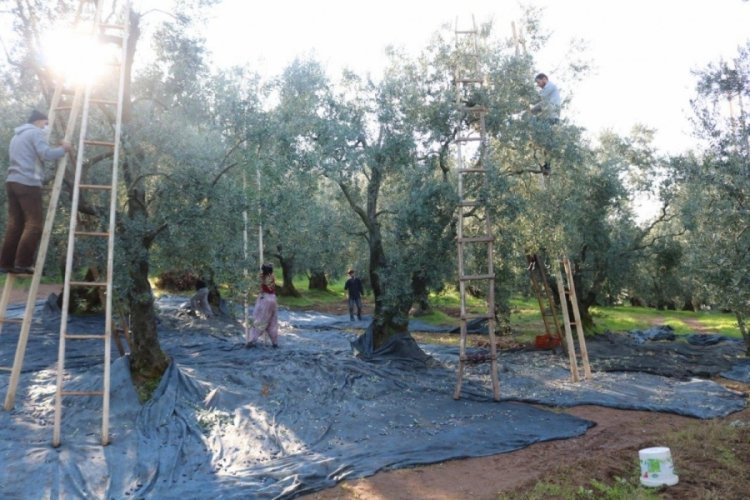 Bursa İznik Zeytin Kooperatifinde rekor alım