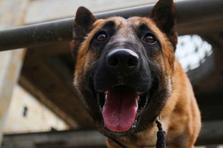 ABD'de t&uuml;feğin tetiğine basan k&ouml;pek, sahibini &ouml;ld&uuml;rd&uuml;