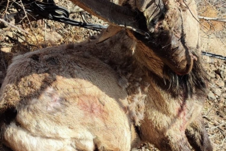 Tunceli'de koruma altındaki ke&ccedil;iyi vurdular