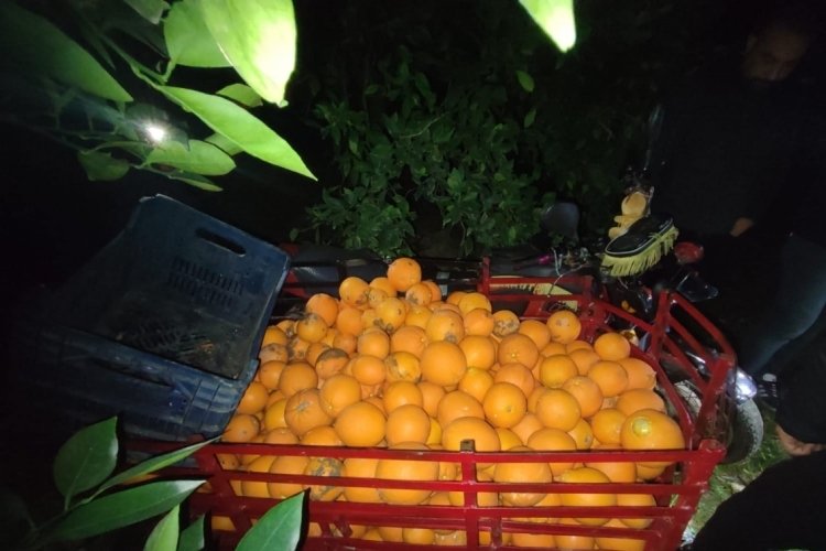 Hatay'da narenciye hırsızları &ccedil;aldıkları aracı bırakıp ka&ccedil;tı