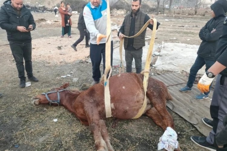 Bursa'da ara&ccedil; ata &ccedil;arptı! Yaşatmak i&ccedil;in zamanla yarıştılar