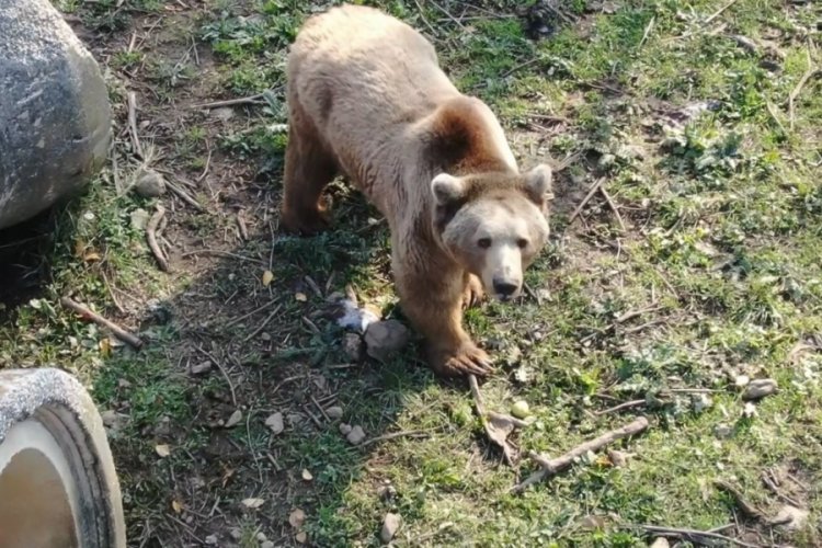 Bursa'da fel&ccedil; olan ayı, tedaviyle sağlığına kavuştu