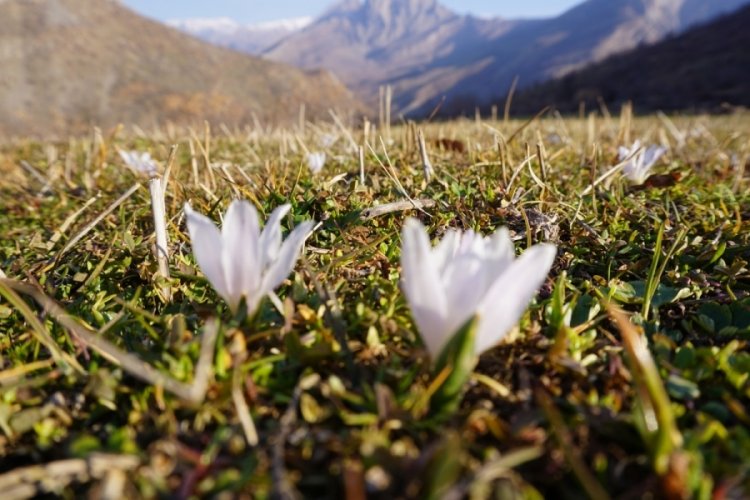 Şırnak'ta kardelenler a&ccedil;tı