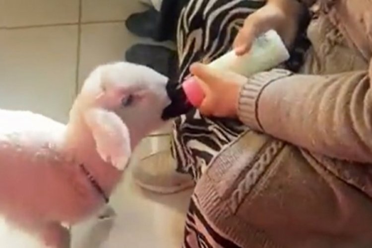 Muayene sırasını kuzusuyla bekledi