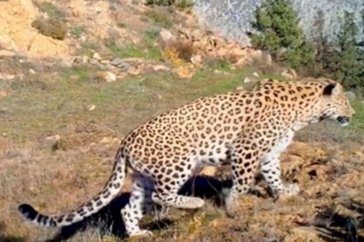 Bakan Kirişci: Anadolu Leoparı iki ayrı b&ouml;lgemizde yeniden g&ouml;r&uuml;nt&uuml;lendi