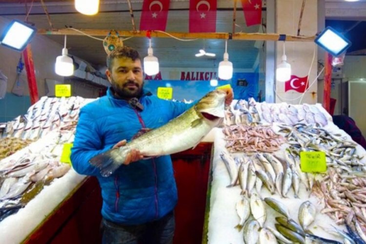 İzmir'de balık tezgahlarında levrek bolluğu